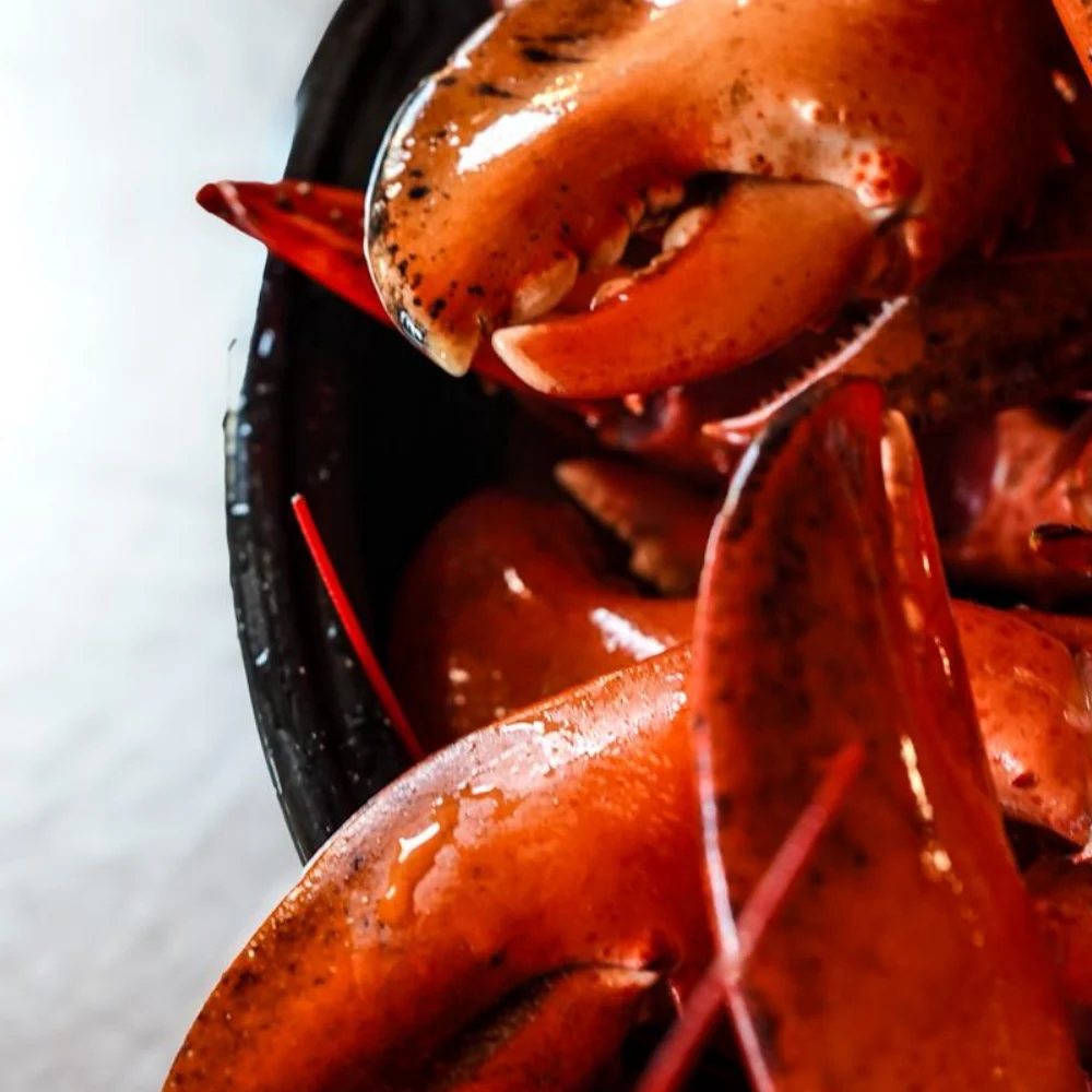 Close-up of a cooked lobster claw