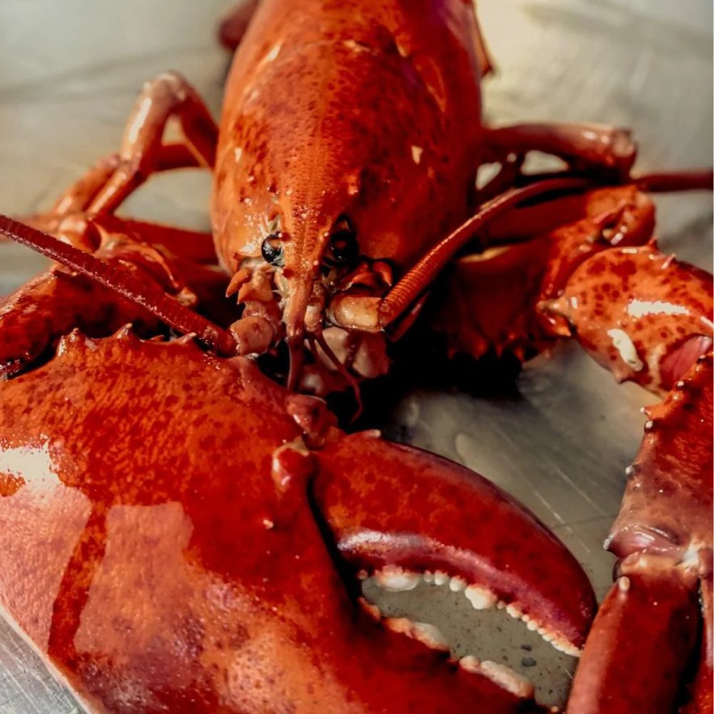 Close-up of a whole cooked lobster