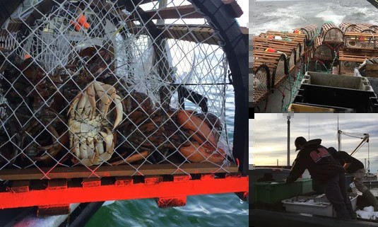 Seaside Fresh catch: a trap full of crab, lobster traps stacked on deck, and the crew sorting the catch on the boat